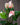 Anthurium (Assorted Colors)