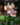 Anthurium (Assorted Colors)