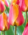 Tulip Apeldoorn Elite Bulbs - Pack 5