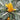 Aphelandra Y