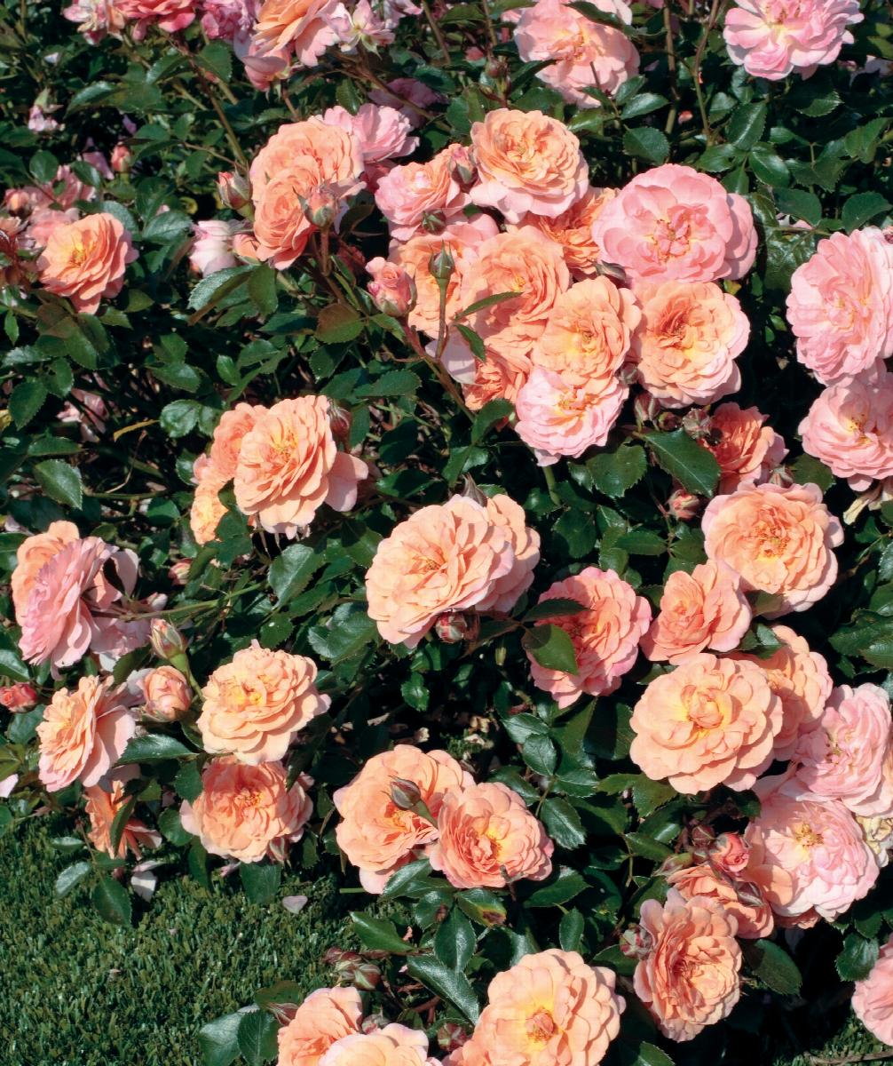 Apricot Drift Rose