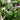 Aralia Fabian Cane