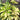 Arboricola Umberella Tree Variegated