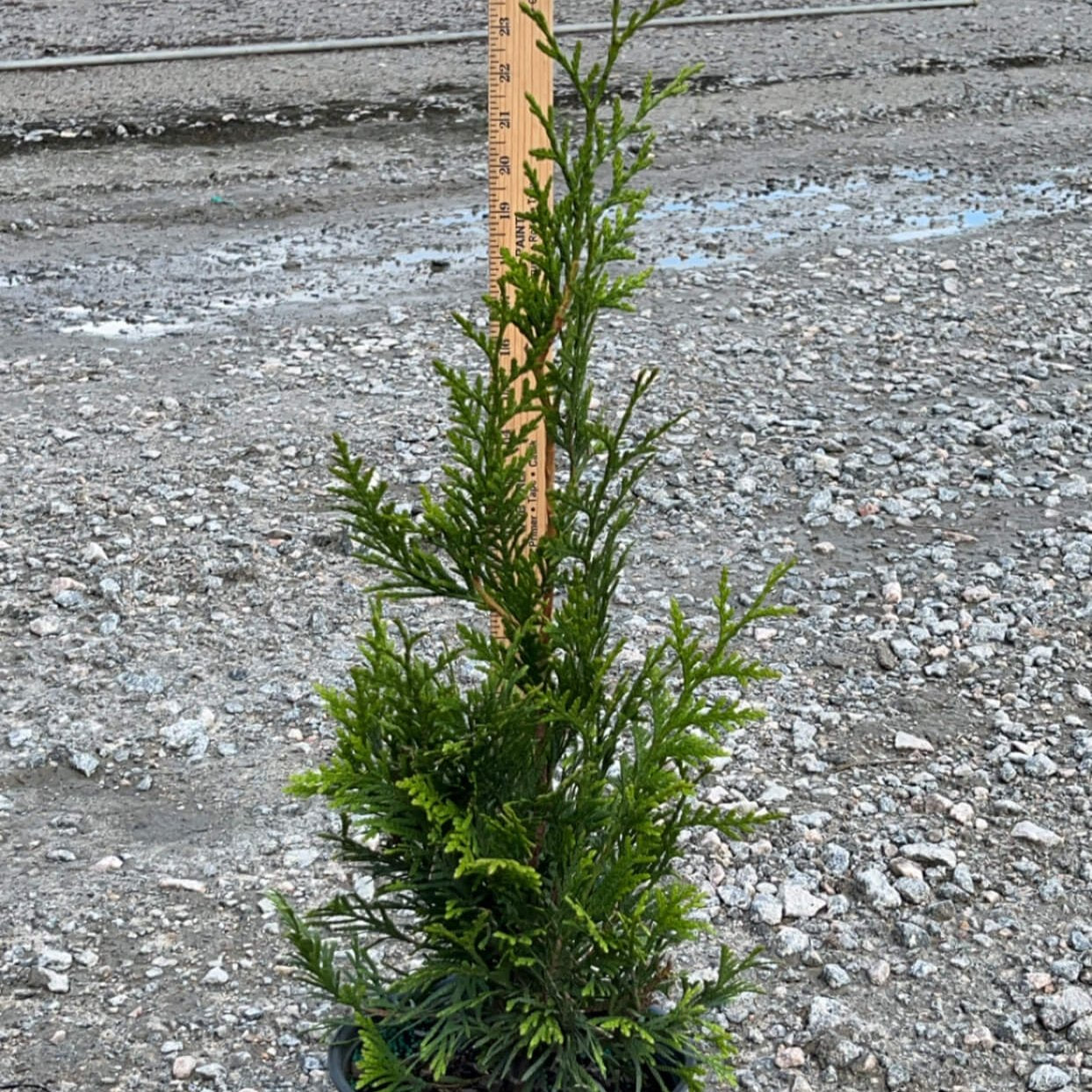 Arborvitae Green Giant