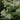 Aruncus dioicus (Goats Beard)