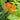 Asclepias tuberosa 'Gay Butterflies' (Butterfly Weed)