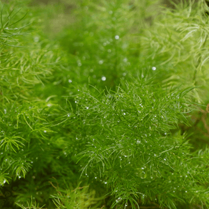 Asparagus Sprengeri