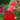 Assorted Geraniums