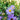 Aster 'Bluebird' (Smooth Aster)