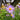 Aster 'Bluebird' (Smooth Aster)