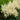 Astilbe 'Visions in White'