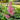 Astilbe 'Visions in Pink'