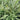 Athyrium niponicum ‘Pictum’ Japanese Painted Fern