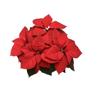 Red Poinsettia