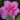 Azalea Encore® 'Autumn Carnation®'