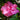 Azalea Ever After™ Pink