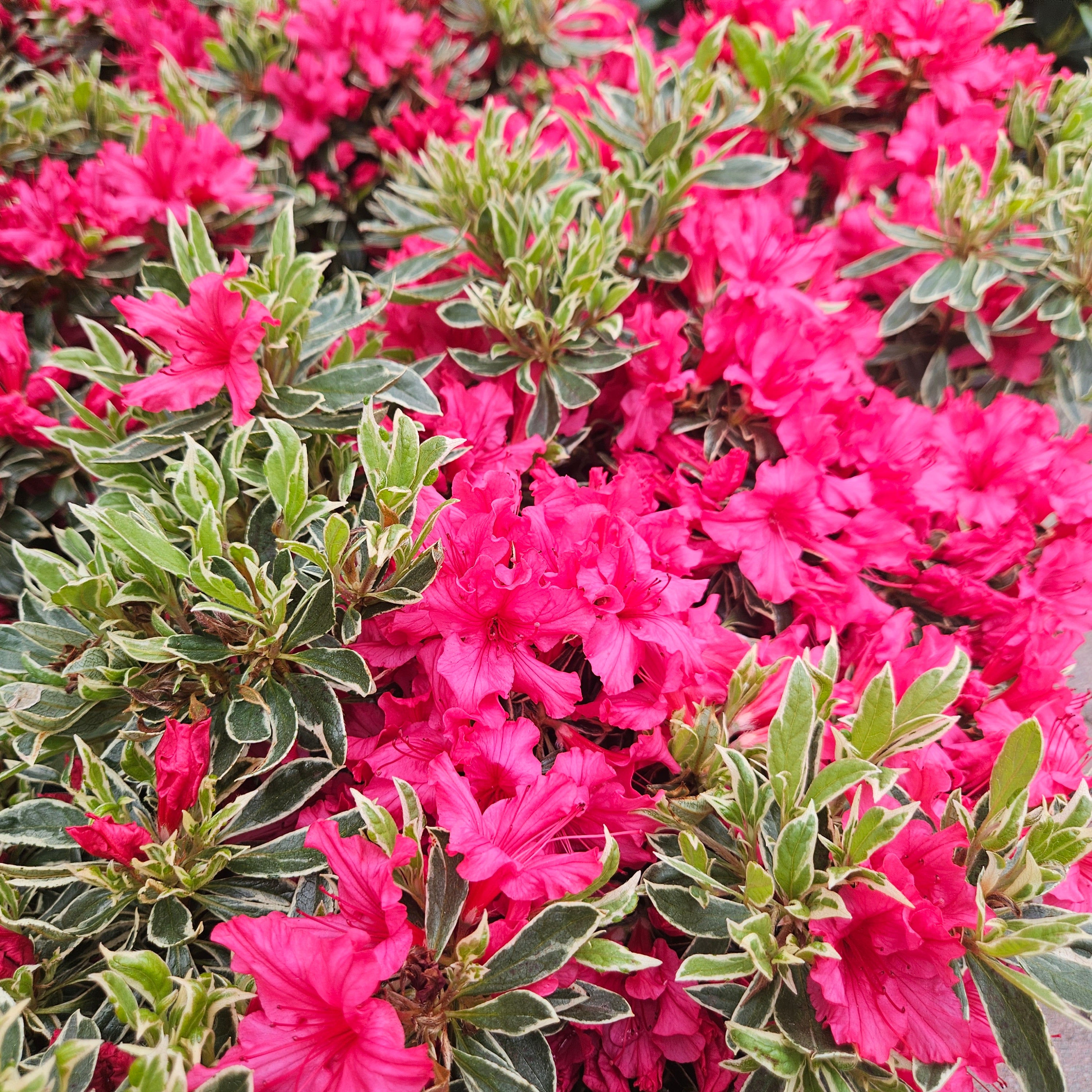 Azalea 'Silver Sword' – Chelsea Garden Center