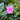 Azalea Encore® 'Autumn Carnation®'