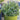 Vaccinium 'Peach Sorbet®' (Blueberry Bush)