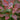 Vaccinium 'Peach Sorbet®' (Blueberry Bush)