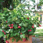 Rubus 'Raspberry Shortcake'