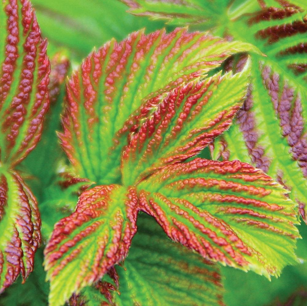 Rubus 'Raspberry Shortcake'