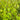 Grey Birch Betula Populifolia