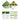 Buxus NewGen® 'Freedom' (Boxwood) Tag
