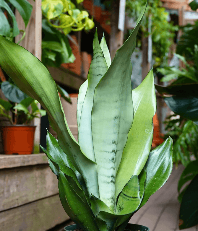 Indoor Plants Delivery Pick Up Available Chelsea Garden Center indoor-plants-delivery-pick-up-available-chelsea-garden-center