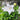Platycodon 'Astra White' (Balloon Flower)