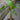 Bat Plant