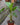 Bat Plant