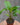 Bat Plant