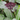 Bat Plant (Tacca chantrieri)