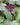 Bat Plant (Tacca chantrieri)