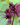 Bat Plant (Tacca chantrieri)