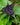 Bat Plant