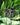 Bat Plant