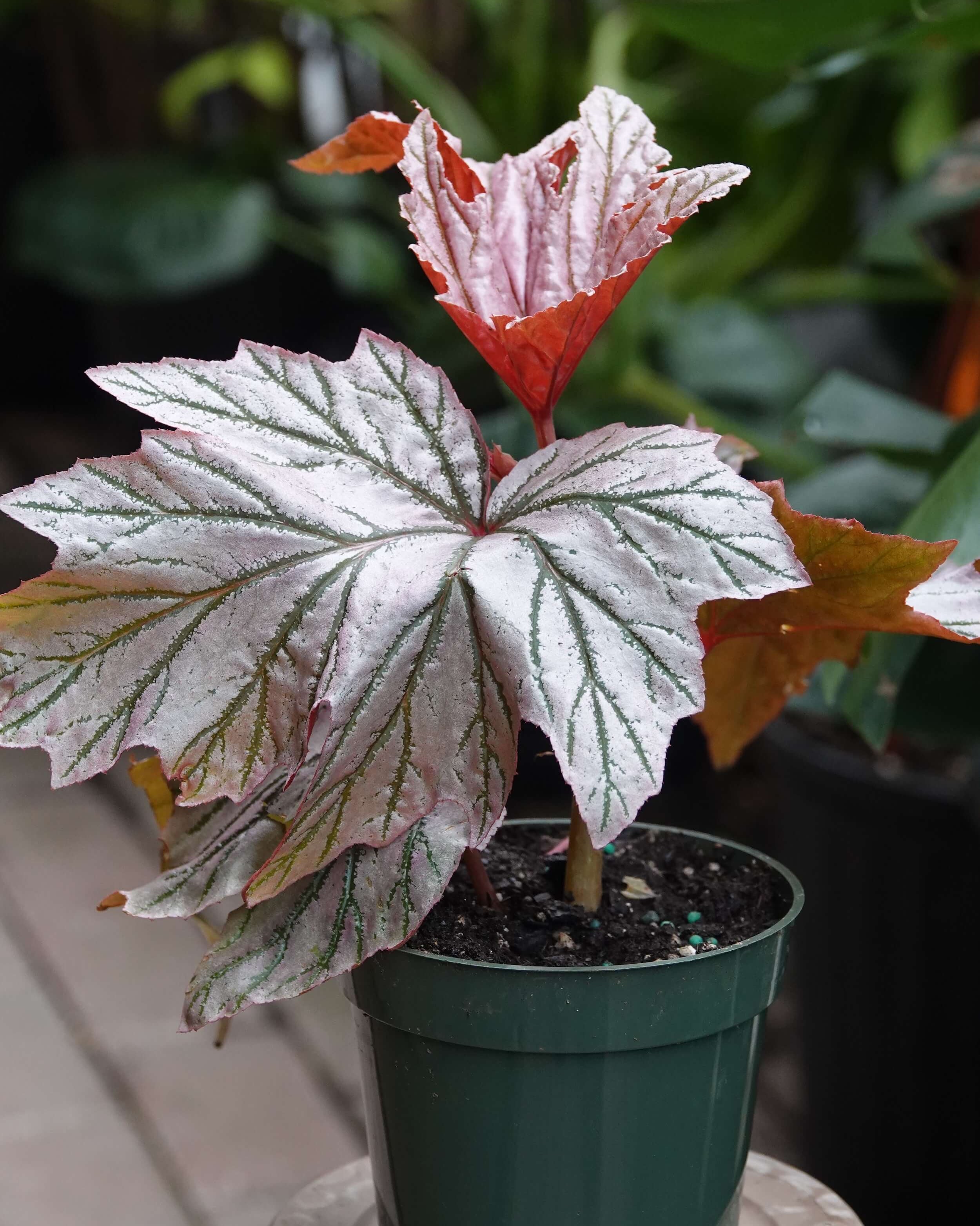 ベゴニア Lamoon Begonia 'Lamoon' – Chelsea Garden Center