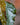 Begonia maculata 