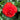 Begonia Non Stop Red