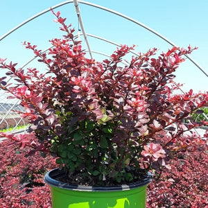 Berberis WorryFree® Crimson Cutie®