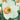 Daffodil Large Cupped 'Best Pink' Bulbs