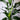 Bird of Paradise FRML