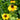 Rudbeckia triloba 'Blackjack Gold' (Black-eyed Susan) PRC