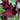 Tulip Parrot 'Black Parrot' Bulbs