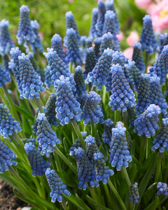 Blue Magic Muscari Bulbs - Pack 10