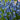 Muscari Grape Hyacinth 'Blue Magic' Bulbs
