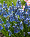 Blue Magic Muscari Bulbs - Pack 10