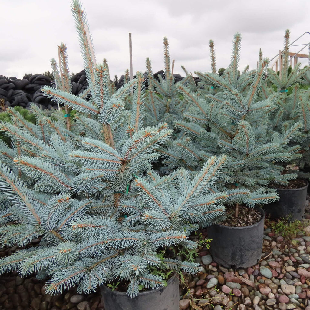 Fat Albert Colorado Spruce